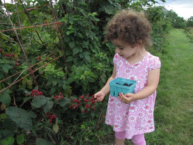 Picking Berries at Sweet Berry Farm in Middletown, RI.