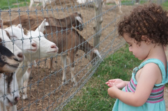 Simmons Farm Petting Zoo