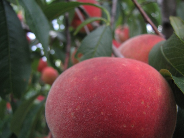 Pick-your-own peaches at Sweet Berry Farm