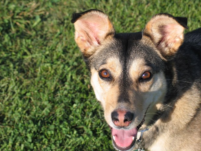Friend or foe?  Without a leash, I never know...