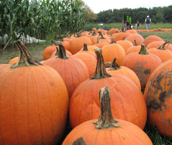 Pumpkins of all shapes and sizes.