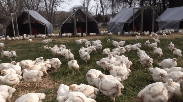 Chickens roam free and eat grass at Pat's...