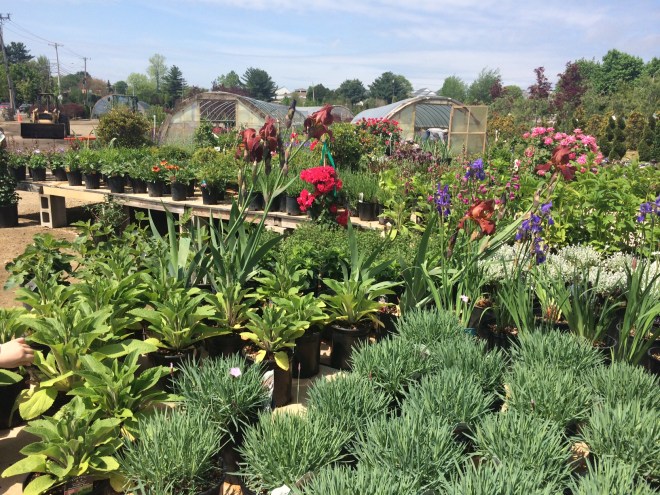 A section of Briden Nursery's selection of plants.